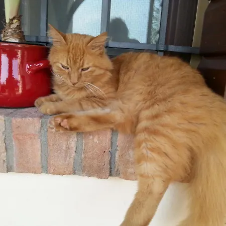 Farmház Barchessa Da Rio *