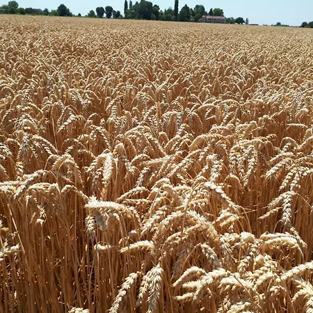 Barchessa Da Rio Farmház *