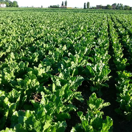 Barchessa Da Rio Ponte San Nicolo