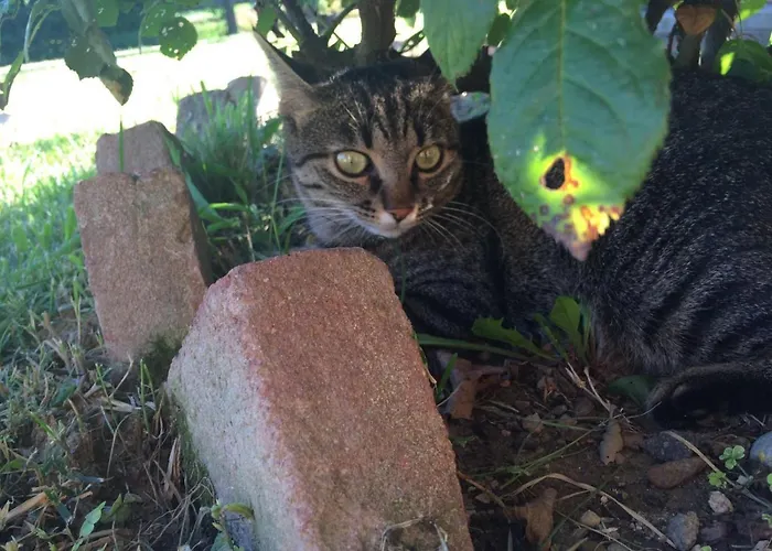Barchessa Da Rio Ponte San Nicolo