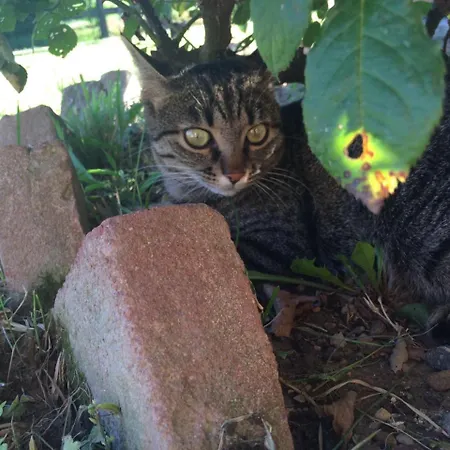 Barchessa Da Rio Ponte San Nicolo