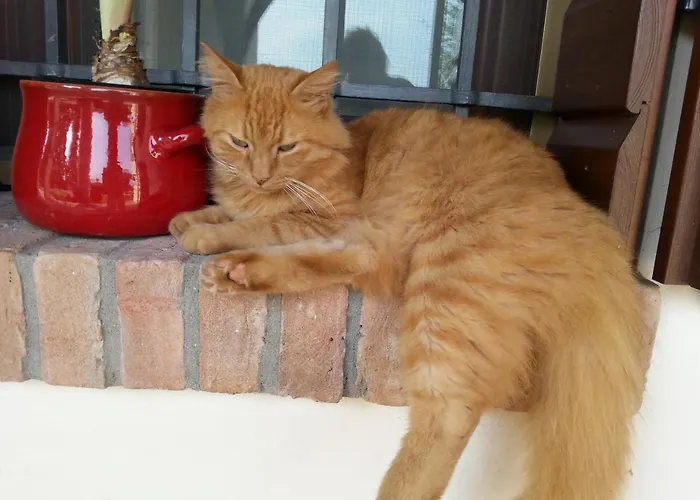 Çiftlik konaklama Barchessa Da Rio *