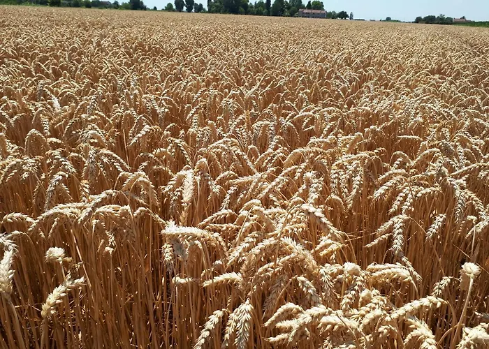 Barchessa Da Rio Çiftlik konaklama *