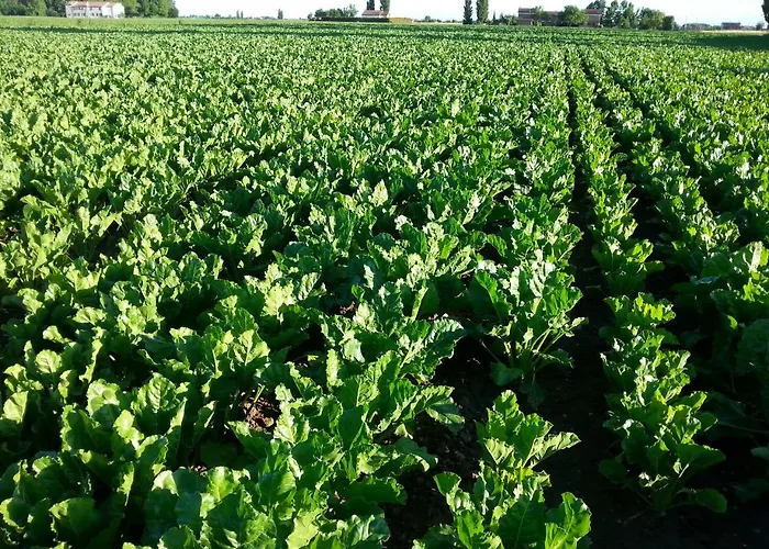 Barchessa Da Rio Ponte San Nicolo